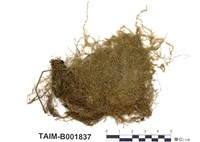 藏品(鐮刀苔)的圖片